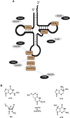 Multi-Substrate Specificity and the Evolutionary Basis for Interdependence in tRNA Editing and Methylation Enzymes